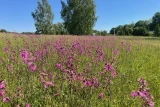 Słoneczne Wzgórze-Namioty