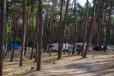 Gallus nr 71