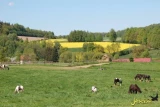 Jaskółka nr 170