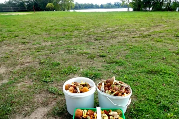 Zdjęcie 